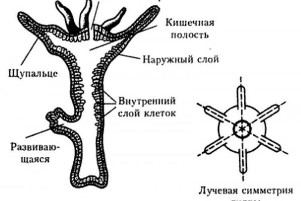 Даркнет каталог